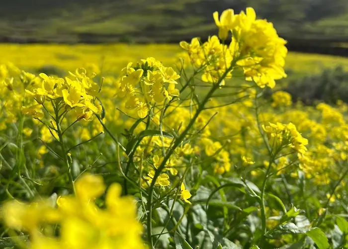Casa Capricho Apartament Corralejo