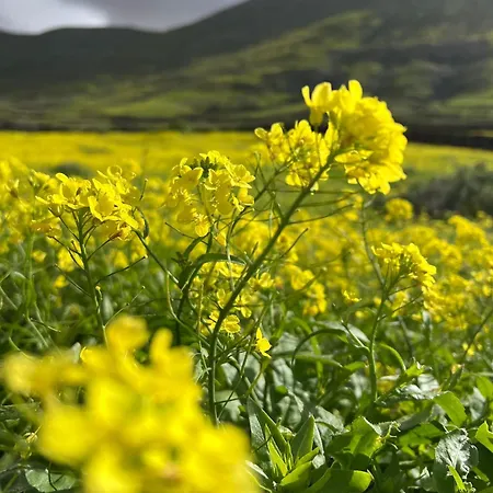 Casa Capricho 아파트 코라레호